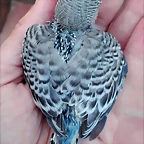 pollo3