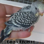 1 pollo  7-7-2011