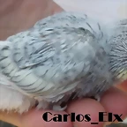 2 pollo  7-7-2011