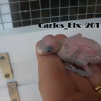 6 pollo  7-7-2011