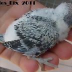 4 pollo  7-7-2011