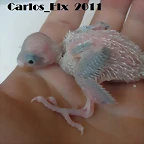 5 pollo 7-7-2011