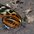 Tithorea harmonia (1-10-23 Zoo de Quito)