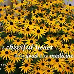 merry_heart_like_medicine