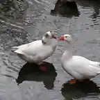 ocas en chavarri, rio tajua