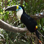 Ramphastos tucanus tucanus (6-10-23 Bioparque Amaru)