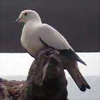 Ducula bicolor