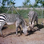 PIC04818