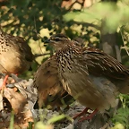 Johannesburg Kruger març 2009 1178