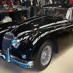 jaguar (4)