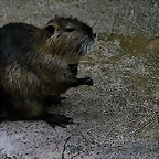 Zoo de Barcelona 15-02-11 683