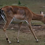 Zoo de Barcelona 15-02-11 612