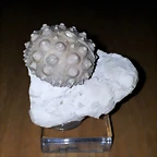 F Erizo Hemicidaris Crenularis Francia 20