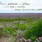 patience_in_full_bloom