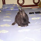 NEGRITA