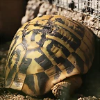 Zoo de Barcelona 15-10-10 116