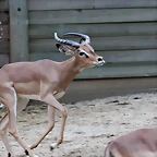 Zoo de Barcelona 02-12-11 218