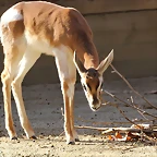 Zoo de Barcelona 06-12-11 042