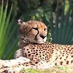Zoo de Barcelona 06-12-11 277