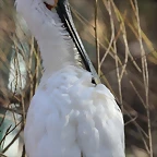 Zoo de Barcelona 06-12-11 183