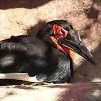 Zoo de Barcelona 06-12-11 302