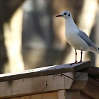 Zoo de Barcelona 06-12-11 394