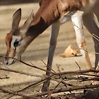 Zoo de Barcelona 06-12-11 093