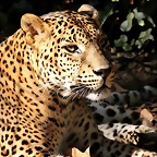 Zoo de Barcelona 06-12-11 271