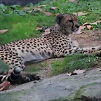 Zoo de Barcelona 02-12-11 186