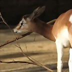 Zoo de Barcelona 06-12-11 076