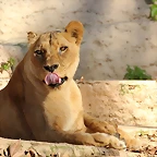 Zoo de Barcelona 06-12-11 360