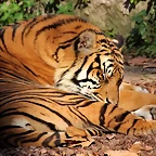 Zoo de Barcelona 06-12-11 356