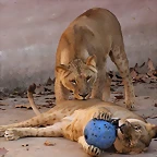 Zoo de Barcelona 06-12-11 377