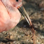 Zoo de Barcelona 06-12-11 162