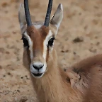 Zoo de Barcelona 02-12-11 209