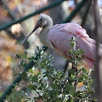 Zoo de Barcelona 06-12-11 177