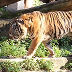 Zoo de Barcelona 06-12-11 351