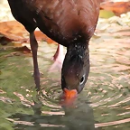 Zoo de Barcelona 06-12-11 296