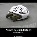 tortuga