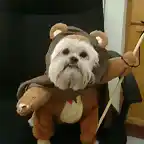 star-wars-dog