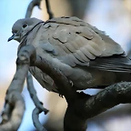 Zoo de Barcelona 09-02-11 556