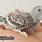 FB_IMG_1534070367433