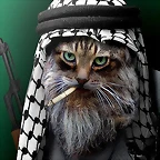 gato arabe