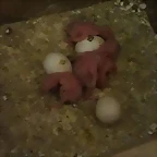 FB_IMG_1495012504610