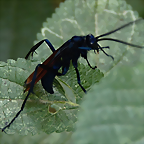 Pepsis grossa (1-10-23 Zoo de Quito, det yo)