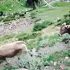 vacas asustadas