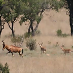 Kgaswane Mountain Reserve 19-04-09