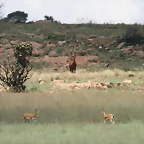 Kgaswane Nature Reserve 14-02-09 121