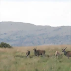 Kgaswane Nature Reserve 14-02-09 068