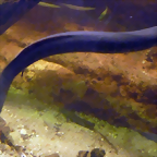 Lepidosiren paradoxa 2 (26-10-18 Acuario Zaragoza)